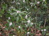 Lokta plant 