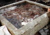 Soaking lokta bark 