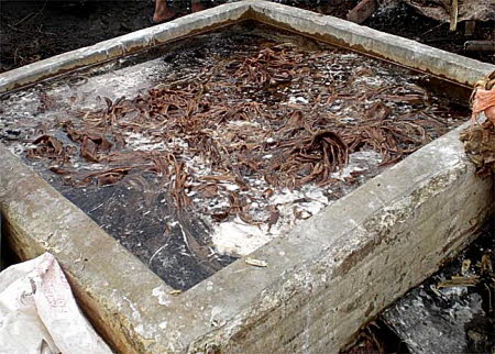 Soaking lokta bark 