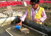 Pouring lokta pulp 