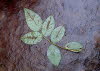 Rose leaves on the paper