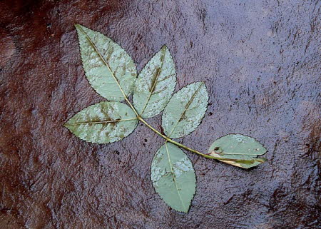 Rose leaves on the paper