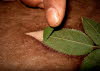 Removing rose leaf 1.